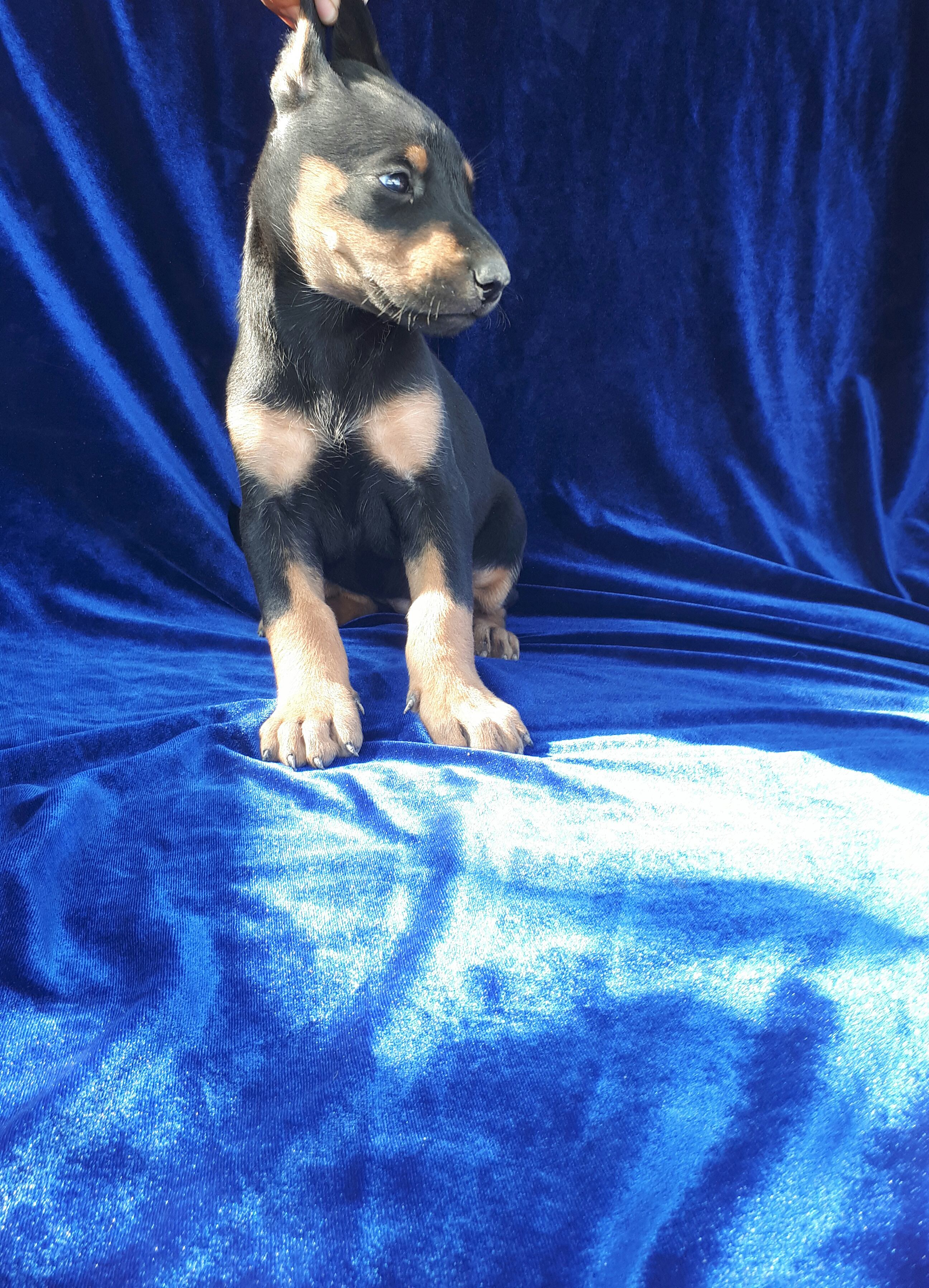 orjınal kıng doberman yavruları